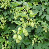 Hops (Humulus lupulus)